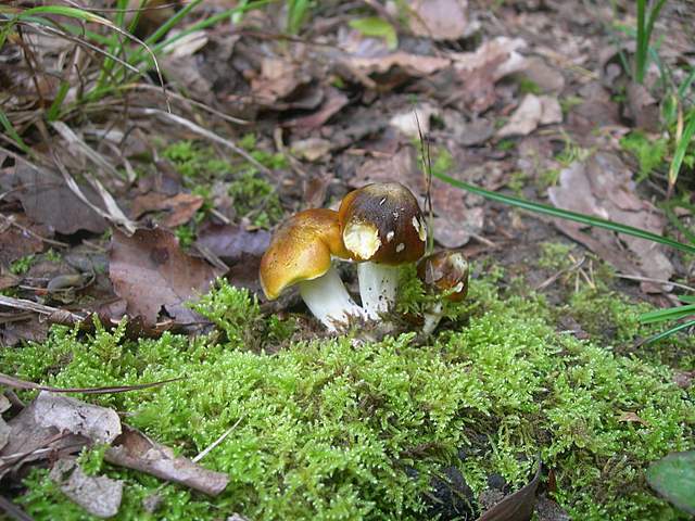 Tricholoma clavocystis